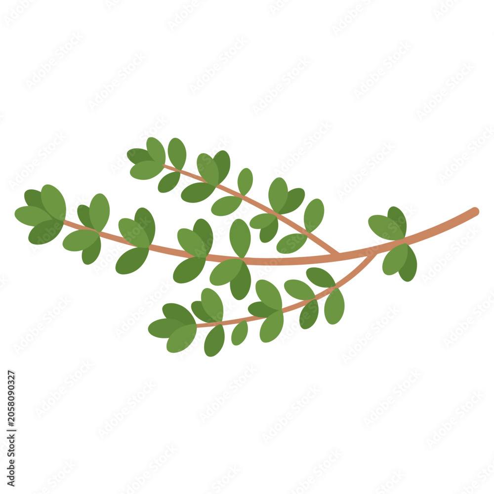 Obraz premium A sprig of thyme with small green leaves on a white background, a simple and clean illustration