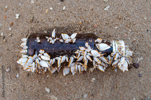 Brown Glass Bottle Covered with White Goose Barnacles Washed Up on Sandy Beach. The bottle densely encrusted with goose barnacles, symbolizing marine pollution and ocean waste on aquatic ecosystems.