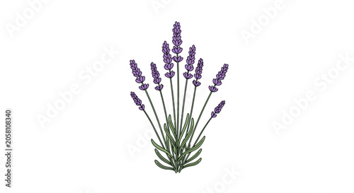 Single lavender plant with purple flowers and green leaves on a clean white background