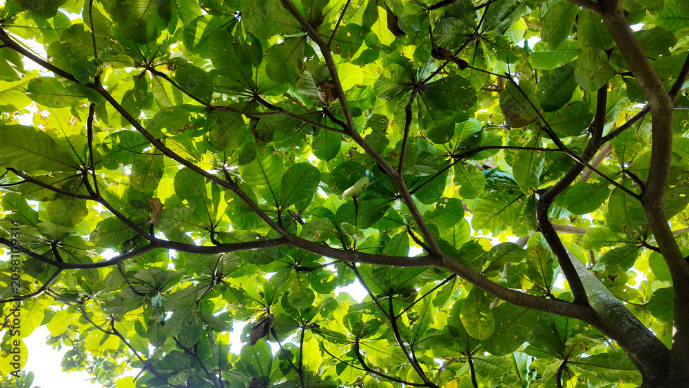 Fototapeta premium Looking up at a vibrant canopy of green leaves filtering sunlight creating a serene atmosphere