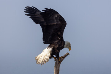 Mature Bald Eagle Stretching Talons to Land on Driftwood Branch, Homer Spit, Alaska