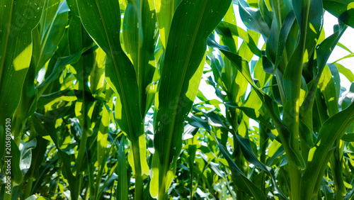 Valokuva Lush green corn stalks reaching toward the sky in a vibrant agricultural field f
