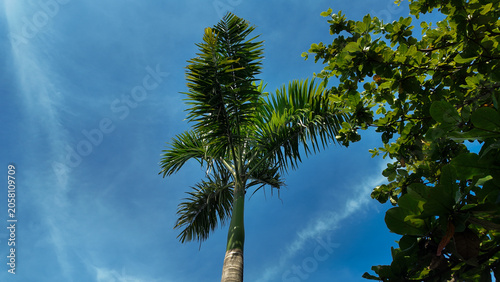 A tall palm tree with vibrant green leaves rising towards a clear blue sky dotted with wispy clouds.
