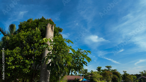 A vibrant scene showcasing a tall palm tree surrounded by lush green foliage under a bright blue sky with wispy clouds