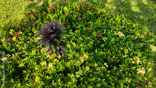 An overhead view of a vibrant garden featuring lush green leaves accented by colorful flowers in various shades