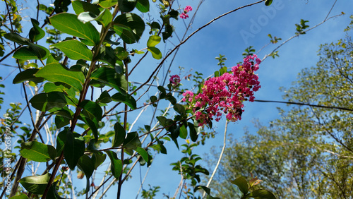 Vibrant pink flowers blooming amidst lush green leaves under a bright blue sky