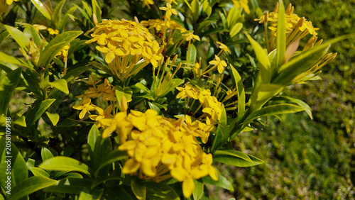 Vibrant yellow flowers blooming among lush green leaves in a sunny garden setting
