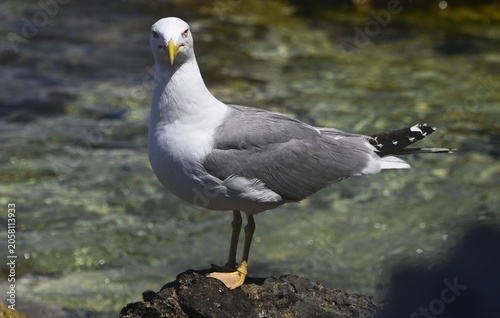 Yellow-legged Gull Standing on Rock by Clear Adriatic Sea Water, Hvar Croatia