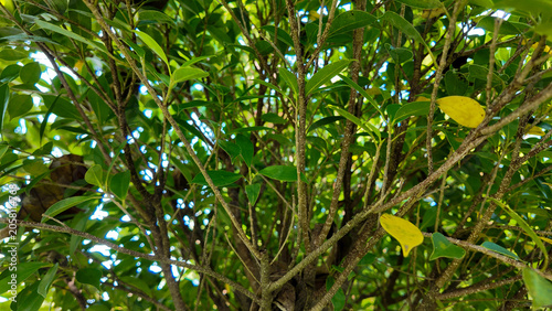 Lush foliage of a vibrant green tree with sunlight filtering through the leaves creating a natural canopy