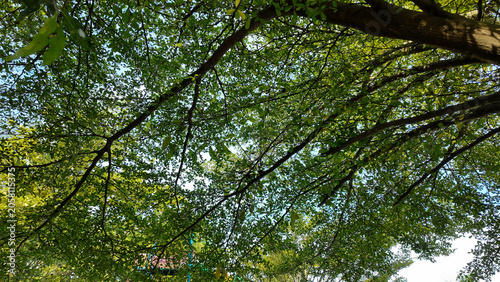 Lush green canopy of tree branches creating a natural roof in bright daylight