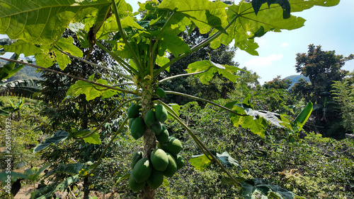 Papaya tree with ripe green fruit surrounded by lush green foliage under bright blue sky