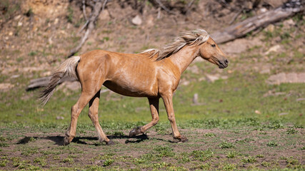 Palomino wild horse mare running near Black Canyon Lake in the Apache Sitgreaves National Forest near Heber Arizona United States
