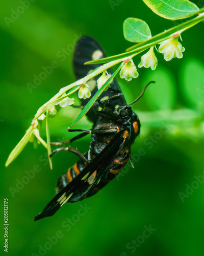 Wasp Mimic Moth (Amata sp.) Resting on Flowering Wild Plant Stem in Tropical Rain forest, Sri Lanka