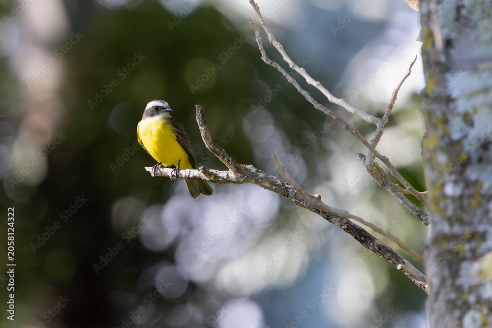 Fototapeta premium Social flycatcher perched on a branch