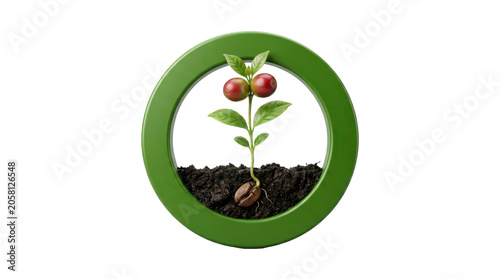 Young plant with red berries growing in soil, framed by green circle