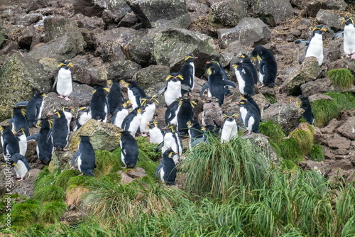 Photos Colony of northern rockhopper penguins (Eudyptes moseleyi) on Gough Island in th