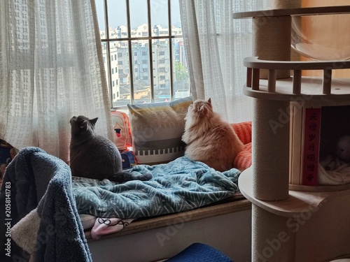 Obraz na plátně Two cats relaxing on a sunlit windowsill in a cozy apartment in Shanghai, China