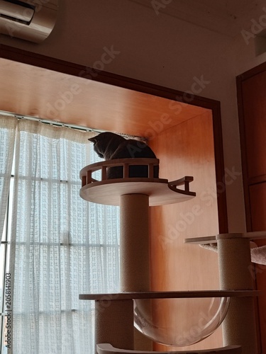 Black cat resting atop a multi-level cat tree in a cozy Japanese-style home with wooden trim and