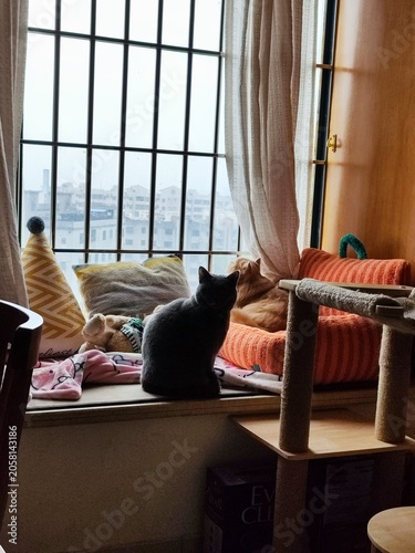 Black cat sitting on windowsill overlooking cityscape in a cozy Tokyo apartment, with striped