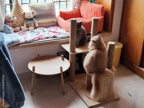 Fluffy ginger cat standing on wooden scratching post in cozy Japanese-style sunroom with