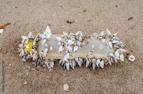 Discarded Plastic Bottle Polluting Beach Encrusted with Goose Barnacles. The bottle was densely covered in goose barnacles, showing marine pollution and environmental impact on the ocean ecosystem.