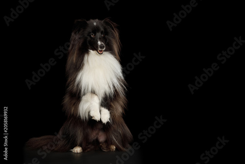 Shetland Sheepdog sitting frontal with raised front paw on black background, studio portrait