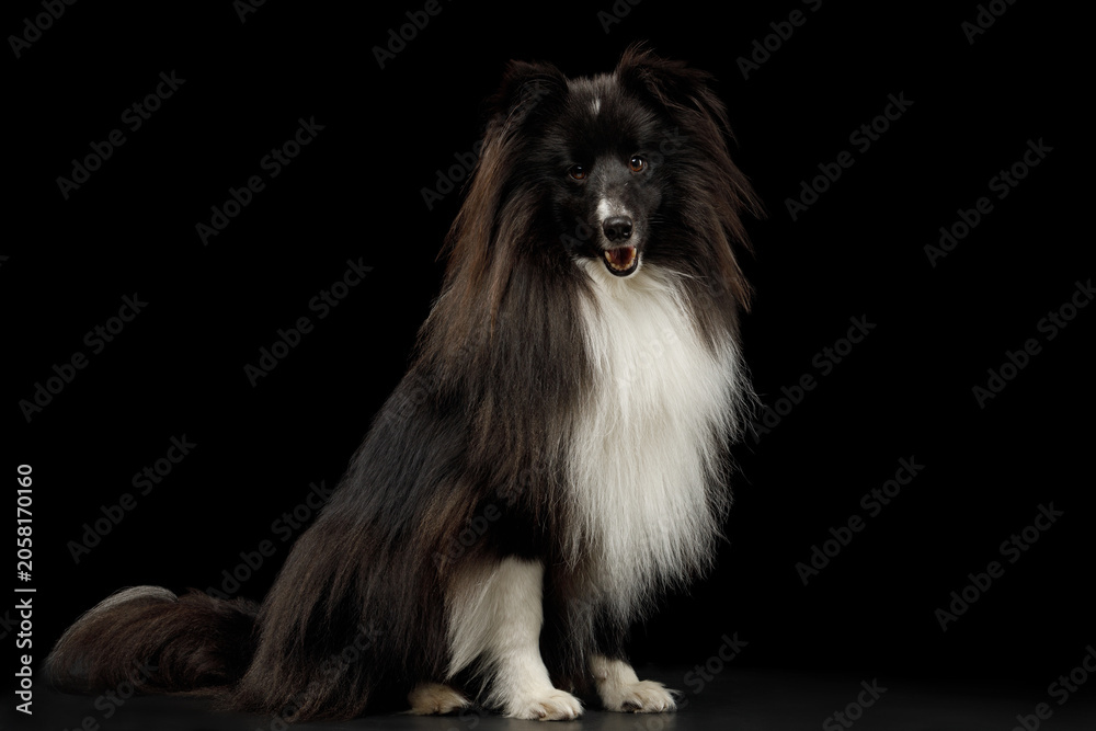 Obraz premium Shetland Sheepdog sitting in frontal view on black background, full body studio portrait