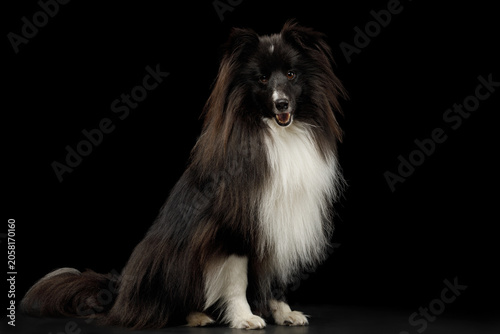 Shetland Sheepdog sitting in frontal view on black background, full body studio portrait