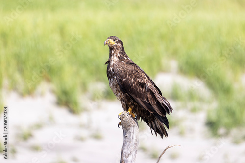 Juvenile Bald Eagle Perched on Driftwood