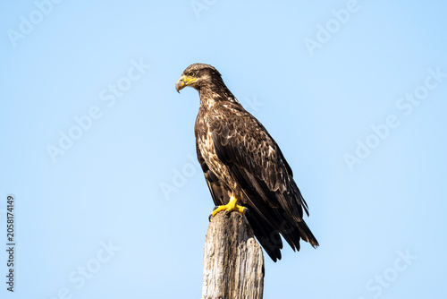 Juvenile Bald Eagle Against Blue Sky