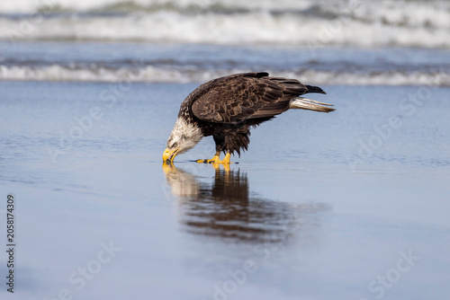 Bald Eagle Drinking from Shallow Coastal Water