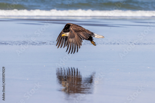 Bald Eagle Gliding Over Reflective Ocean Beach