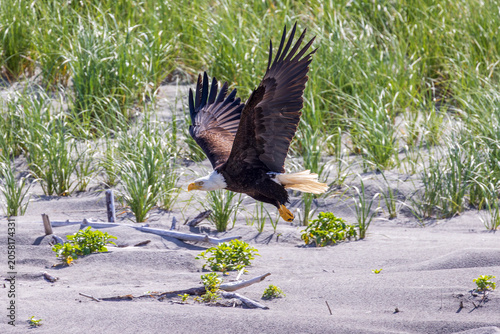 Bald Eagle Flying Low Over Coastal Dunes