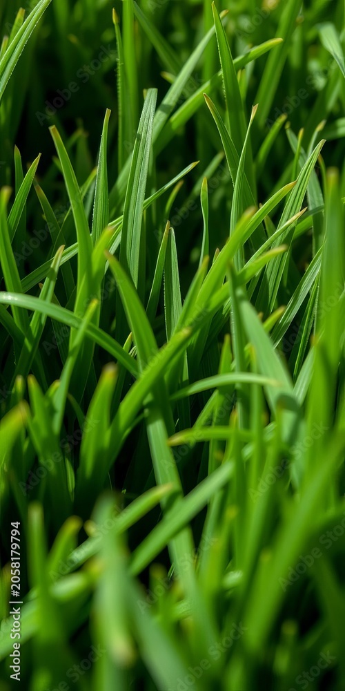 Fototapeta premium Close-up of dense, realistic artificial grass blades showing texture and natural color variation in soft lighting, soft light, lawn texture