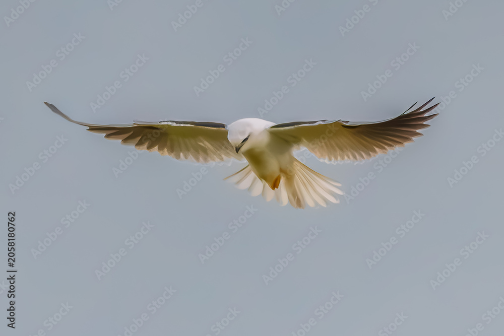 Fototapeta premium Black-shouldered Kite searching for prey in the overcast sky