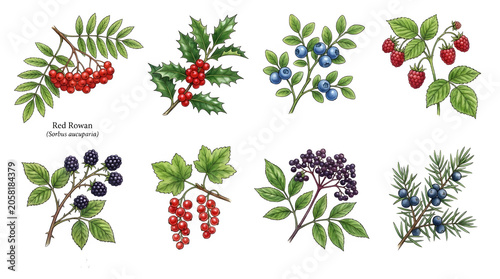 Foto Set of various wild berries and leaves, including rowan, holly, blueberry, raspb