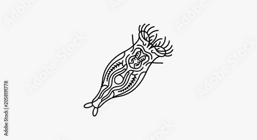 Obraz na plátně Microscopic rotifer illustration with detailed body structure and cilia