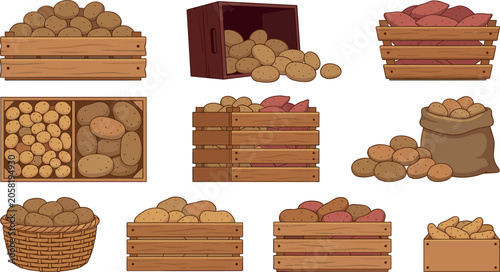 Raw fresh potato vegetable vector collection featuring brown and sweet potatoes in wooden crates boxes wicker basket and burlap harvest sack.