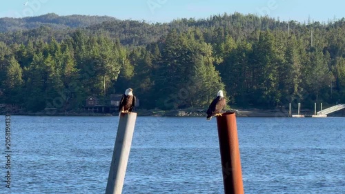 Two bald eagles perched on poles with the Ketchikan strait view in Alaska. 