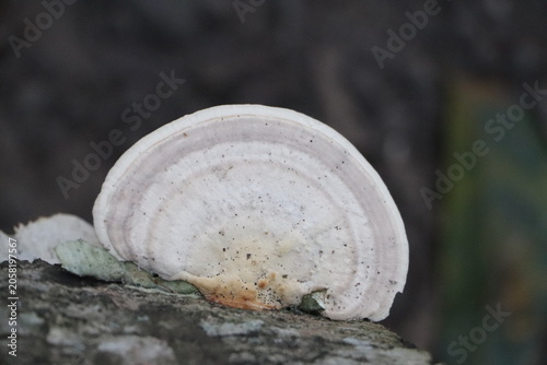 Canvastavla White Bracket Fungus Growing on a Tree Trunk in a Natural Forest
