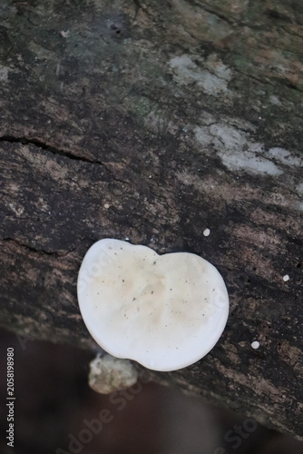 Canvastavla White Bracket Fungus Growing on a Tree Trunk in a Natural Forest