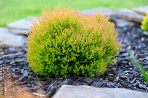 Vibrant Fire Chief Arborvitae Shrub in Modern Residential Landscaping