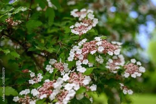 Vibrant White and Pink Highbush Cranberry Blossoms on Lush Green Branches