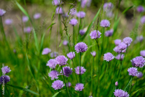 Blooming Purple Chives and Lush Green Foliage