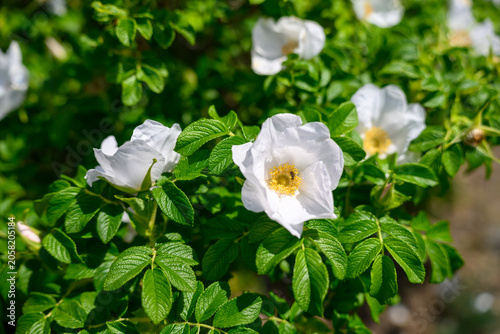 Close-Up View of White Rugosa Rose Flowers Blooming on a Leafy Shrub