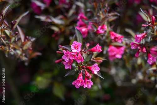 Close-Up View of Pink Weigela Flowers Blooming on Dark Purple Foliage