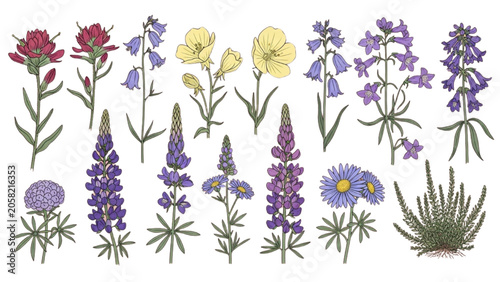 Wildflower Species Botanical Illustration Set Lupine Bellflower Indian Paintbrush Aster Floral Collection