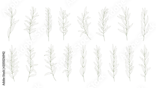 Willow Foliage Stem Line Art Vector Collection Hand Drawn Botanical Branch Set