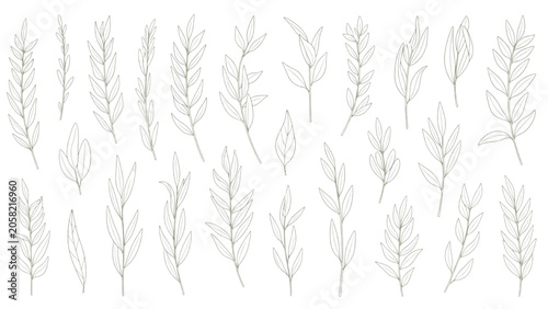 Willow Branch Foliage Line Art Vector Collection Hand Drawn Botanical Stem Set