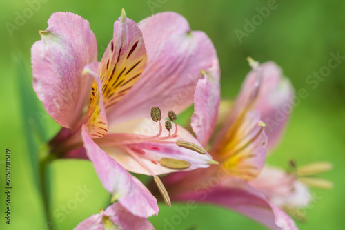 alstroemeria